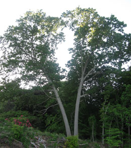 A Couple Trees - William Meredith