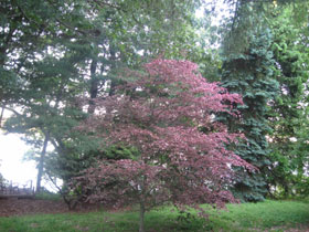 The William Meredith Foundation and Center for the Arts